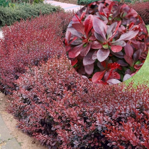 Berberis thunbergii 'Atropurpurea Nana' - Thunbergi kukerpuu 'Atropurpurea Nana'C2/2L
